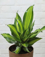 Dracaena Fragrans Medium