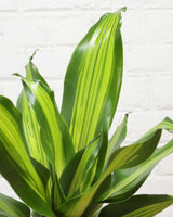 Dracaena Fragrans Medium