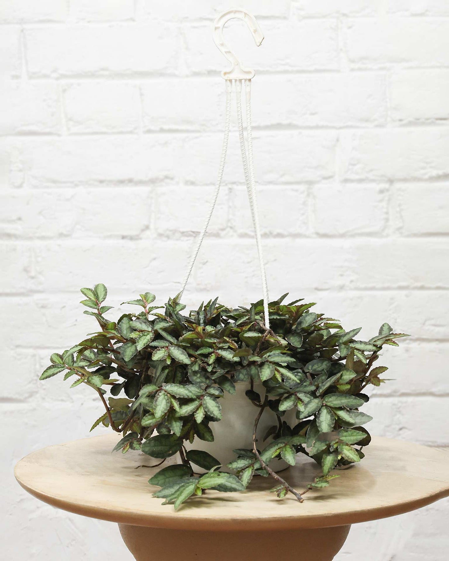 Pellionia Repens in Hanging Basket
