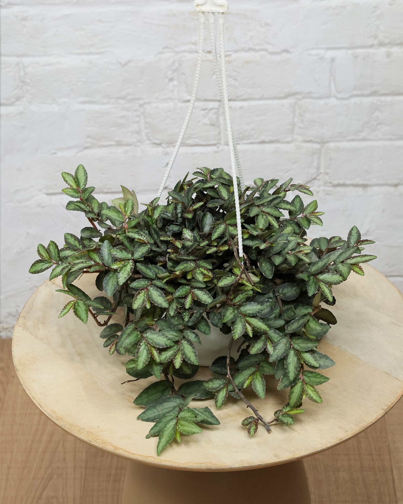Pellionia Repens in Hanging Basket