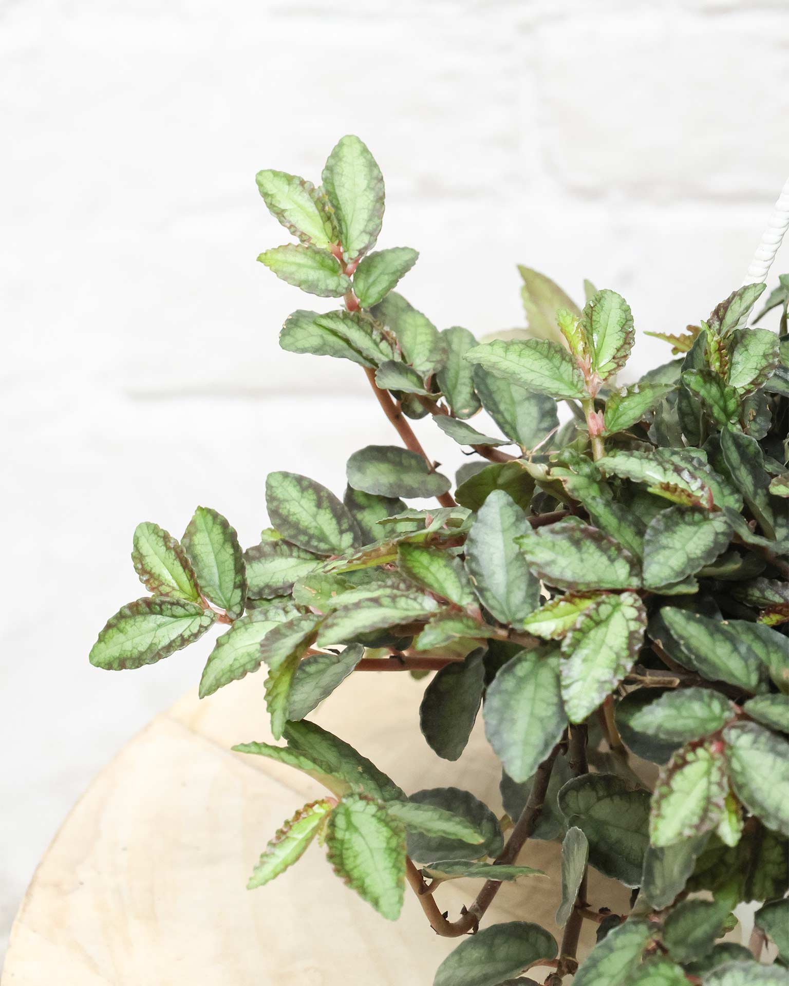 Pellionia Repens in Hanging Basket