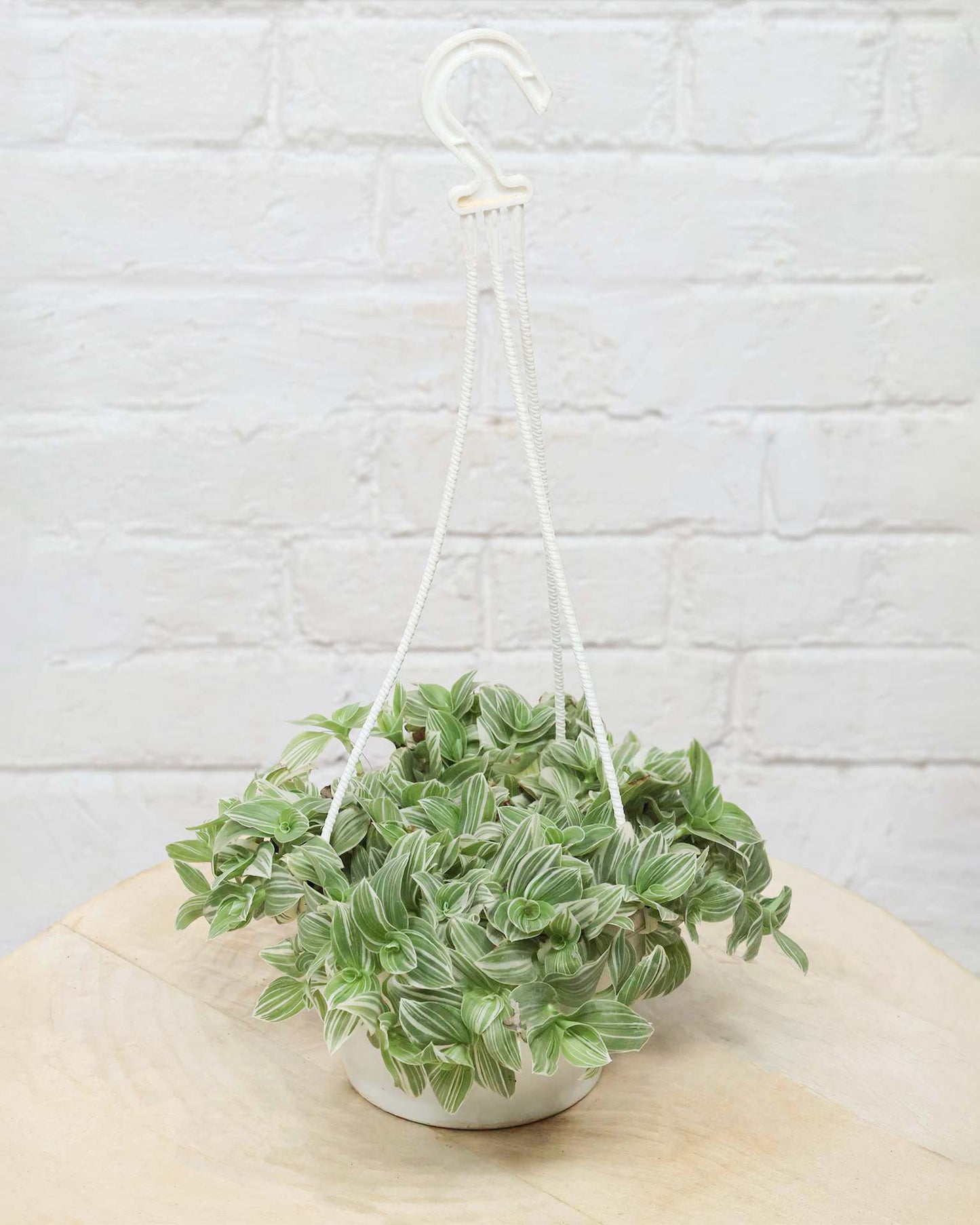 Variegated Inch Plant