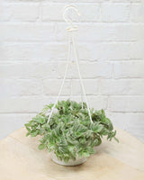 Variegated Inch Plant
