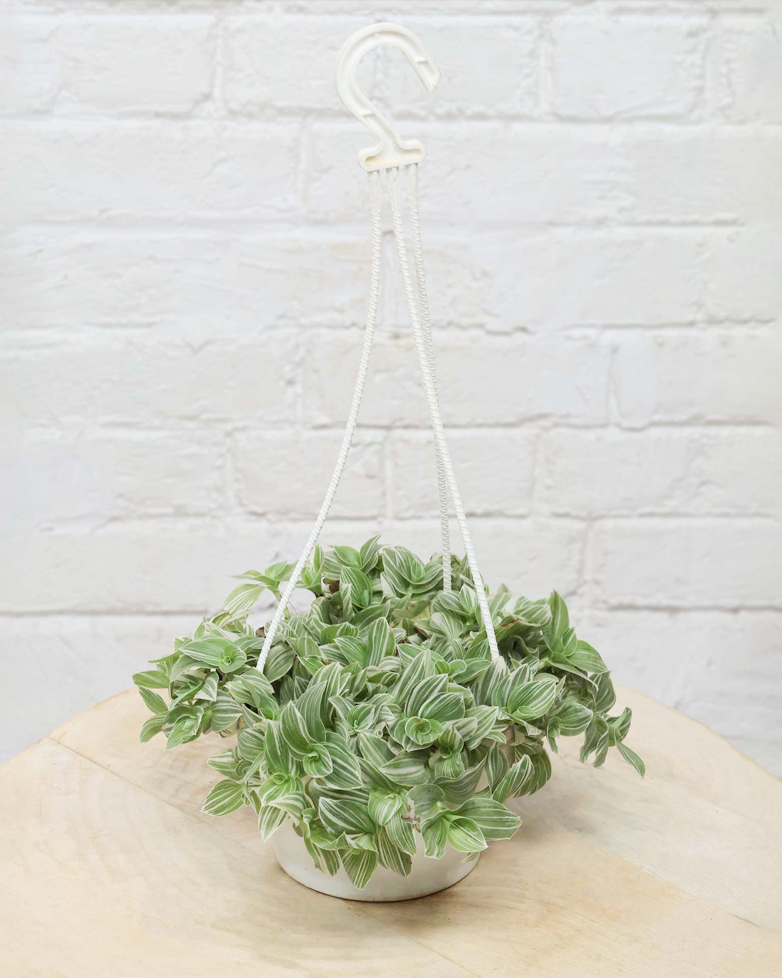Variegated Inch Plant