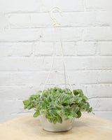 Variegated Inch Plant