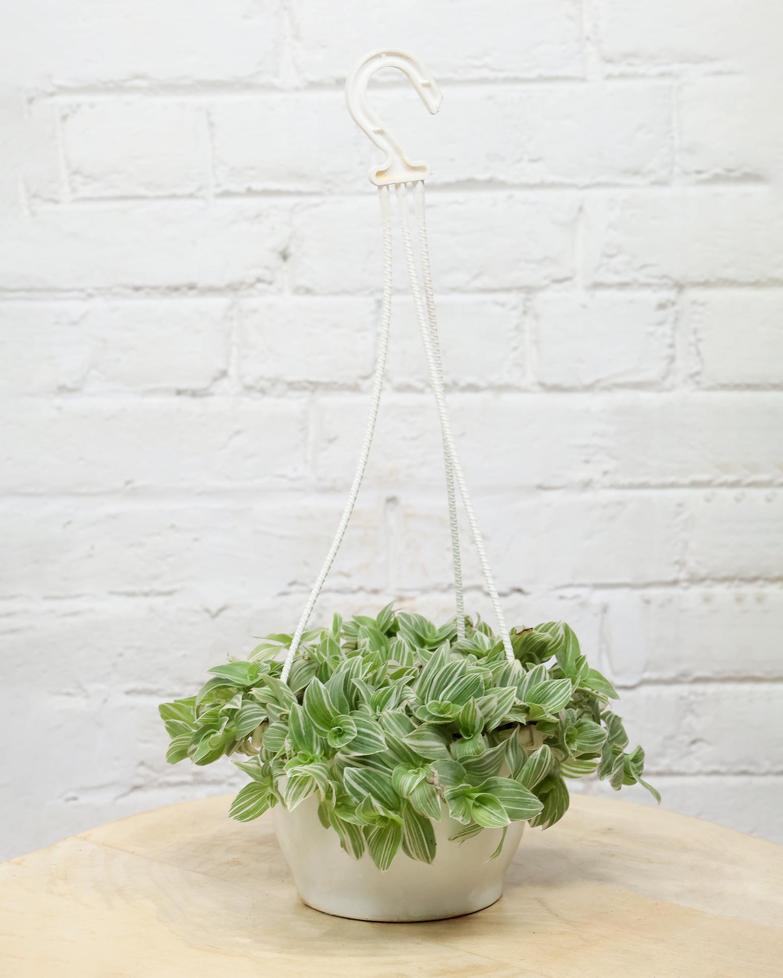 Variegated Inch Plant