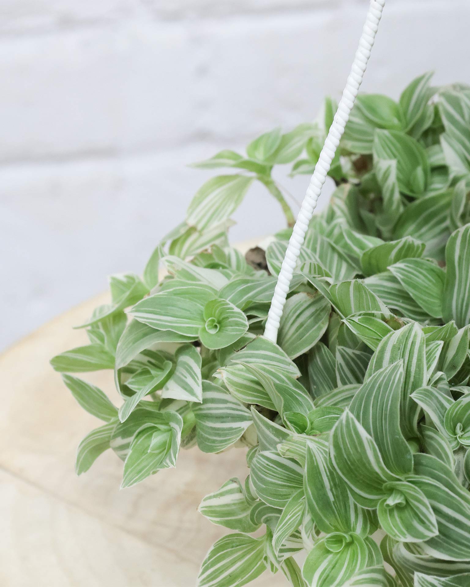 Variegated Inch Plant