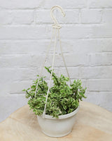 Curly Pedilanthus Variegated in Hanging Basket