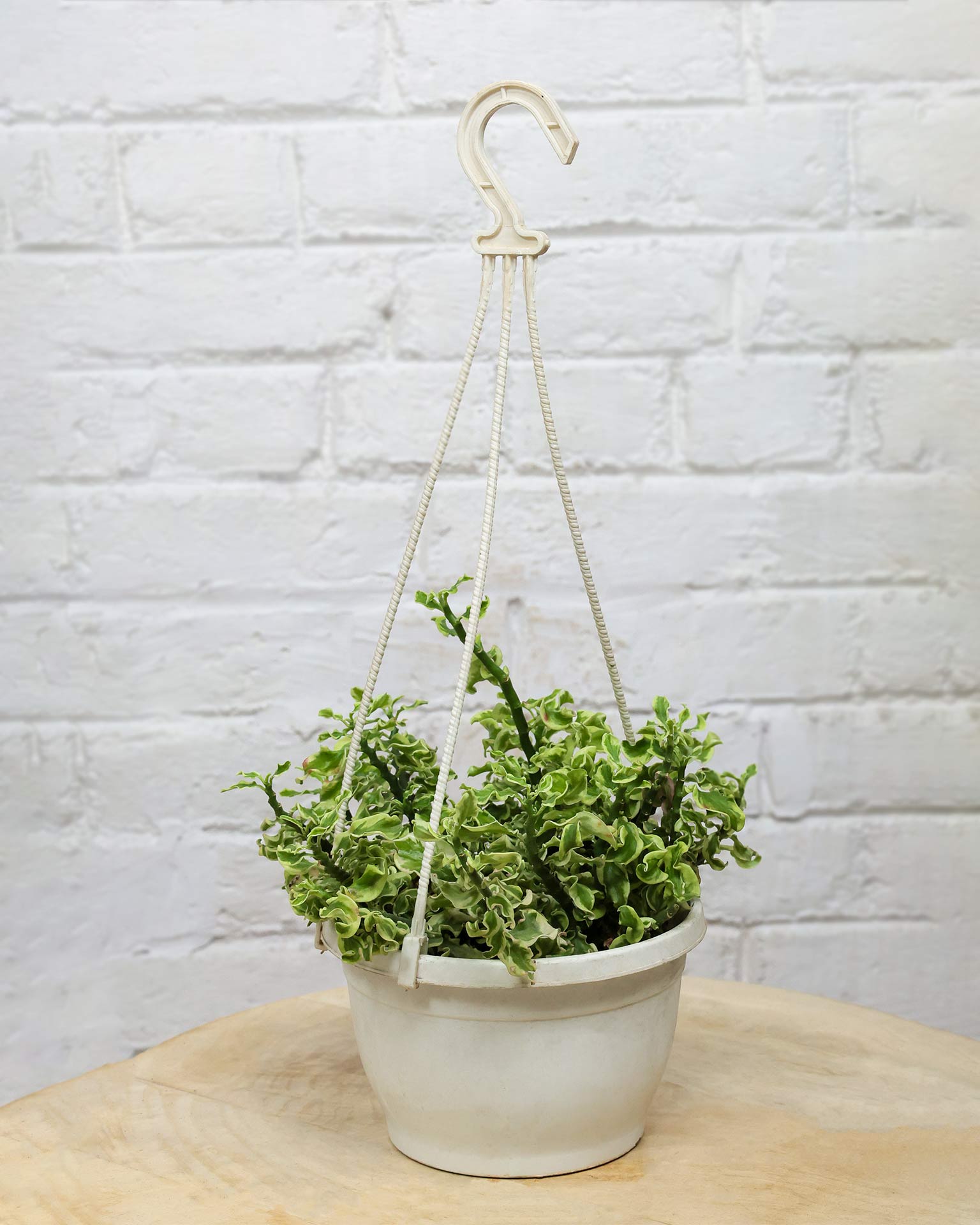 Curly Pedilanthus Variegated in Hanging Basket