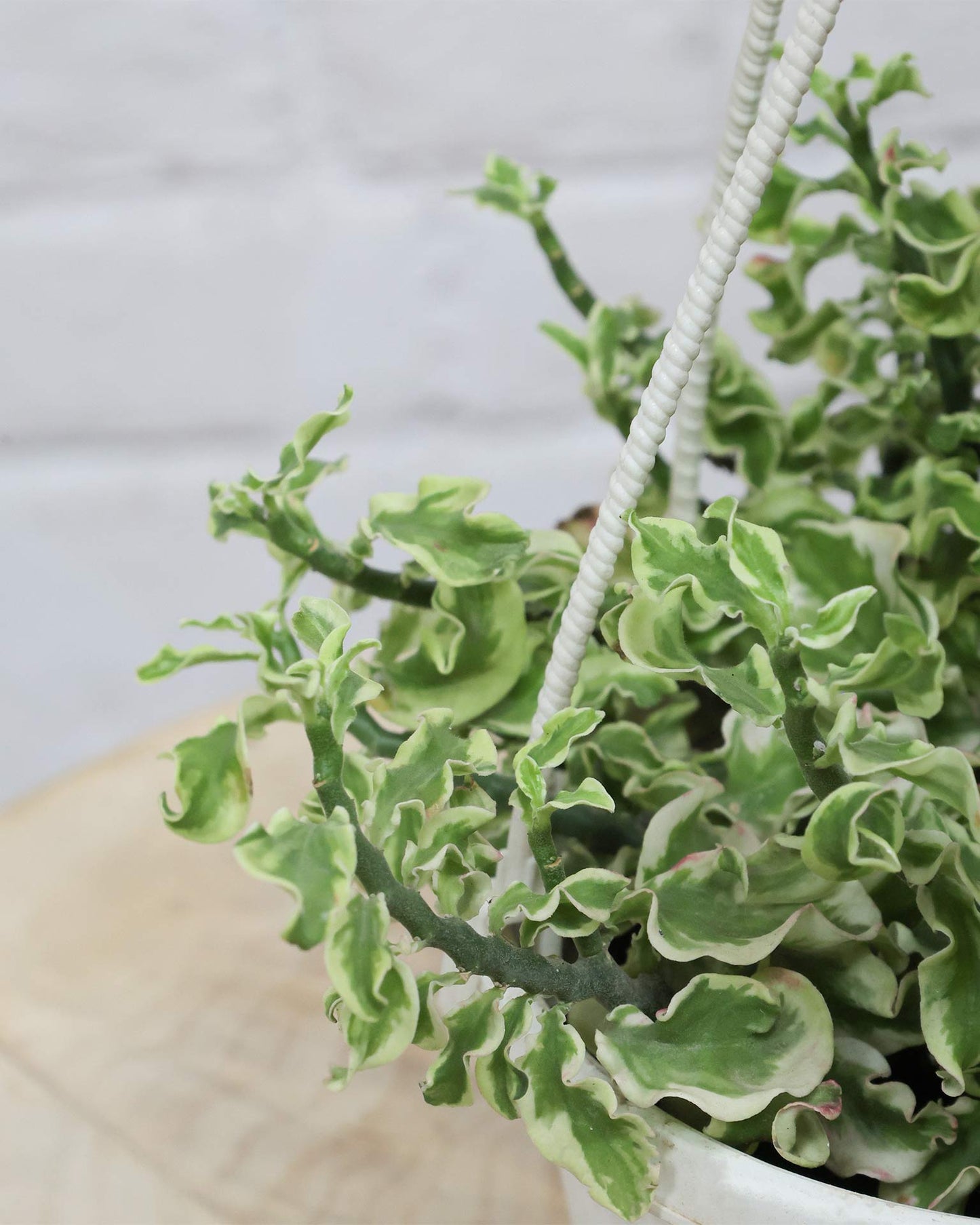 Curly Pedilanthus Variegated in Hanging Basket