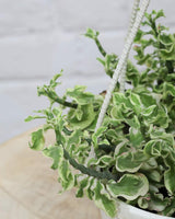 Curly Pedilanthus Variegated in Hanging Basket
