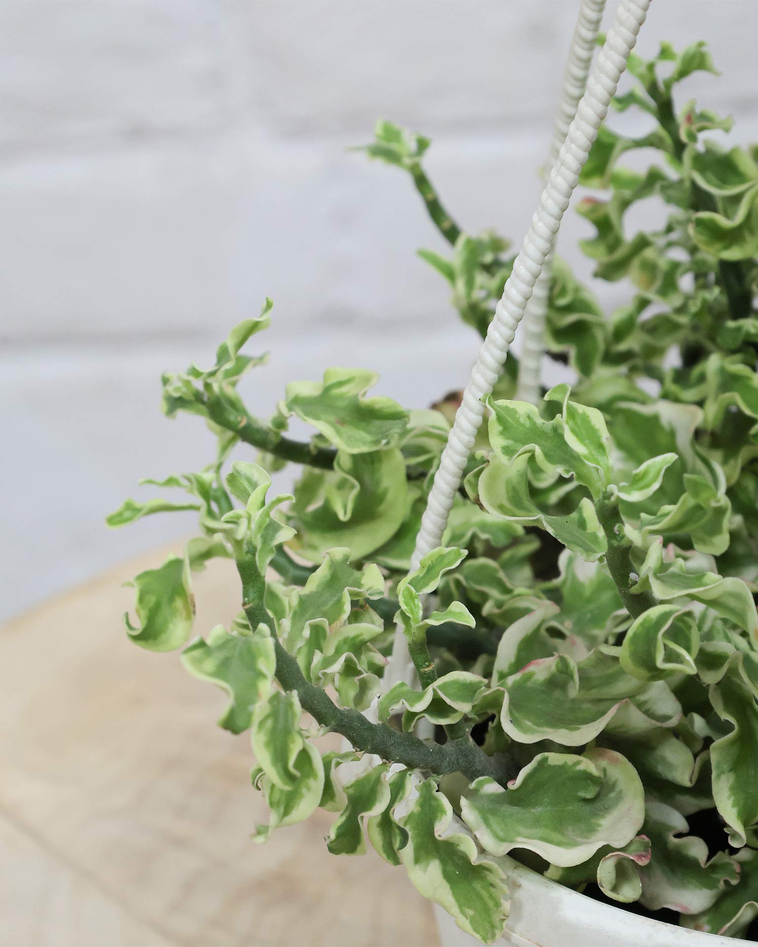Curly Pedilanthus Variegated in Hanging Basket