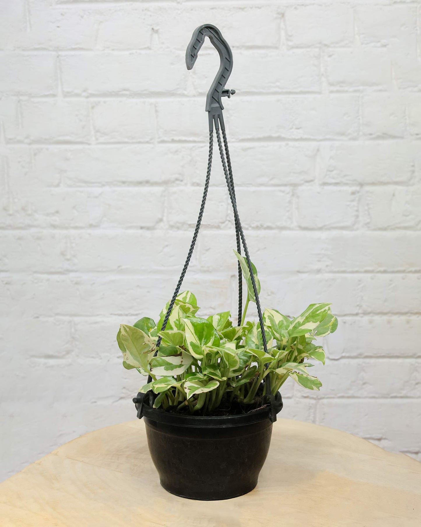 N’Joy Money Plant in Hanging Basket