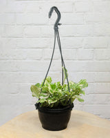 N’Joy Money Plant in Hanging Basket