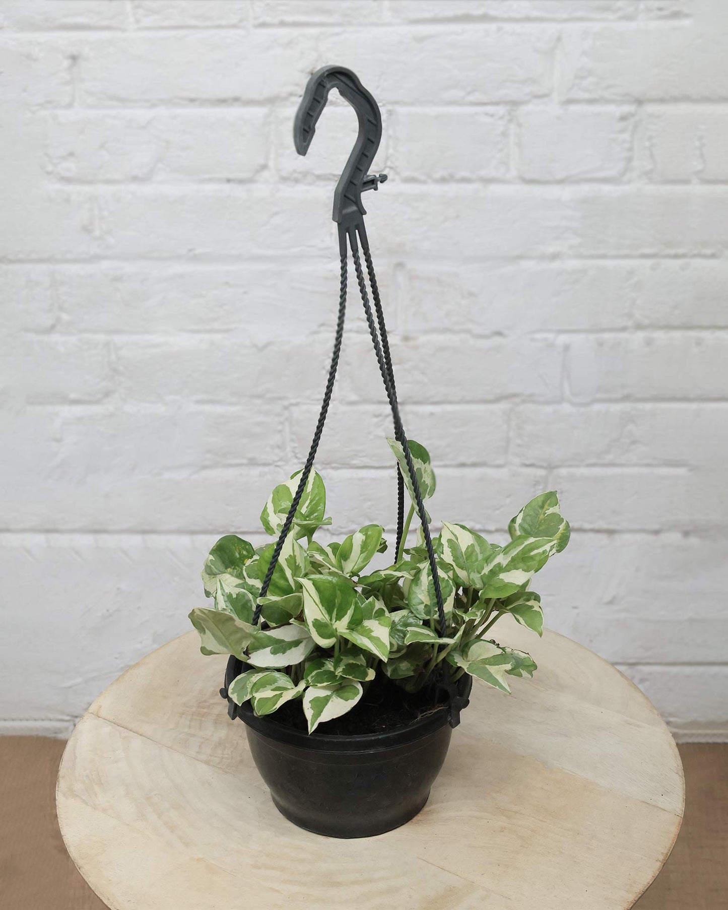 N’Joy Money Plant in Hanging Basket