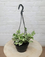 N’Joy Money Plant in Hanging Basket