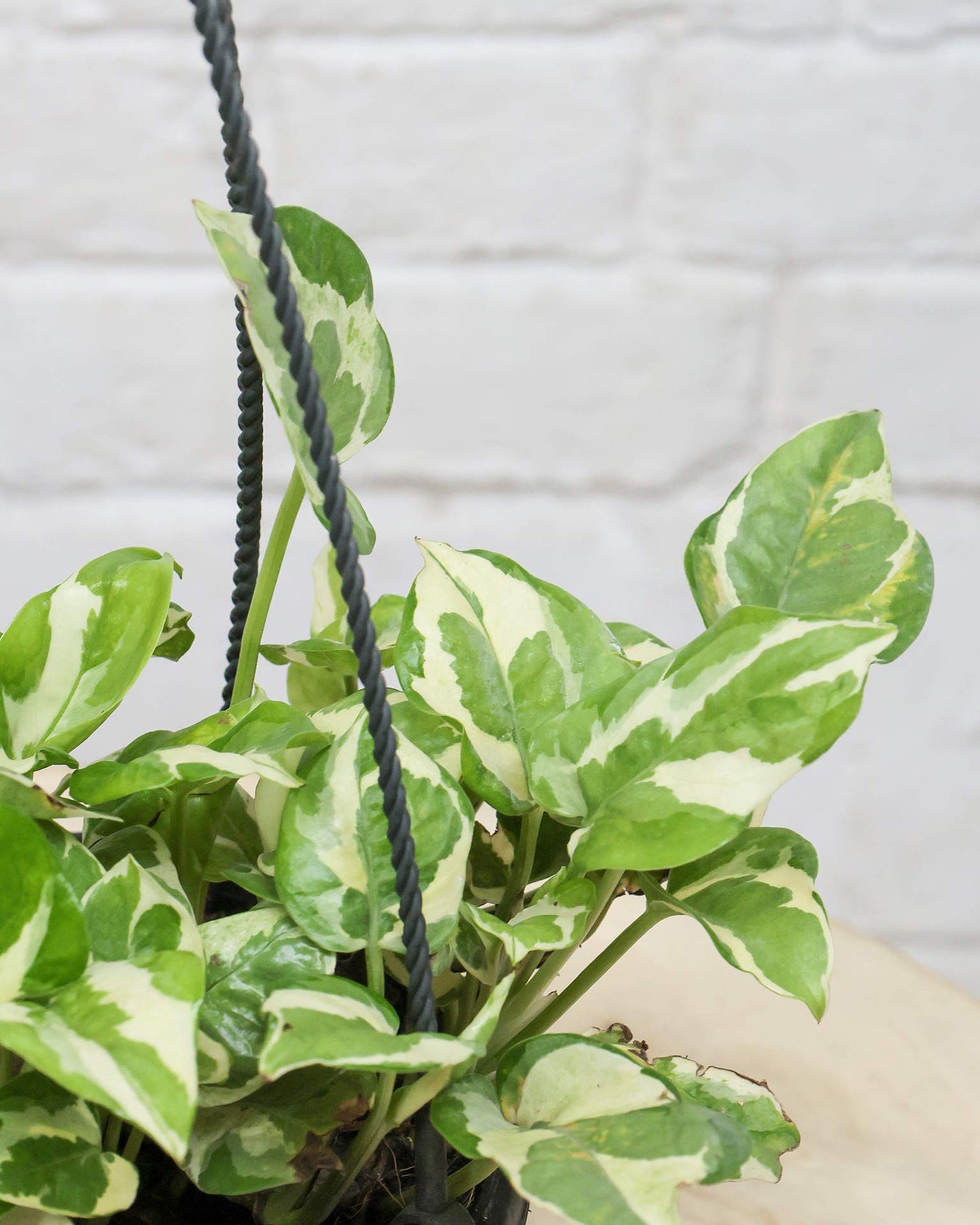 N’Joy Money Plant in Hanging Basket