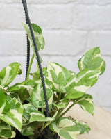 N’Joy Money Plant in Hanging Basket