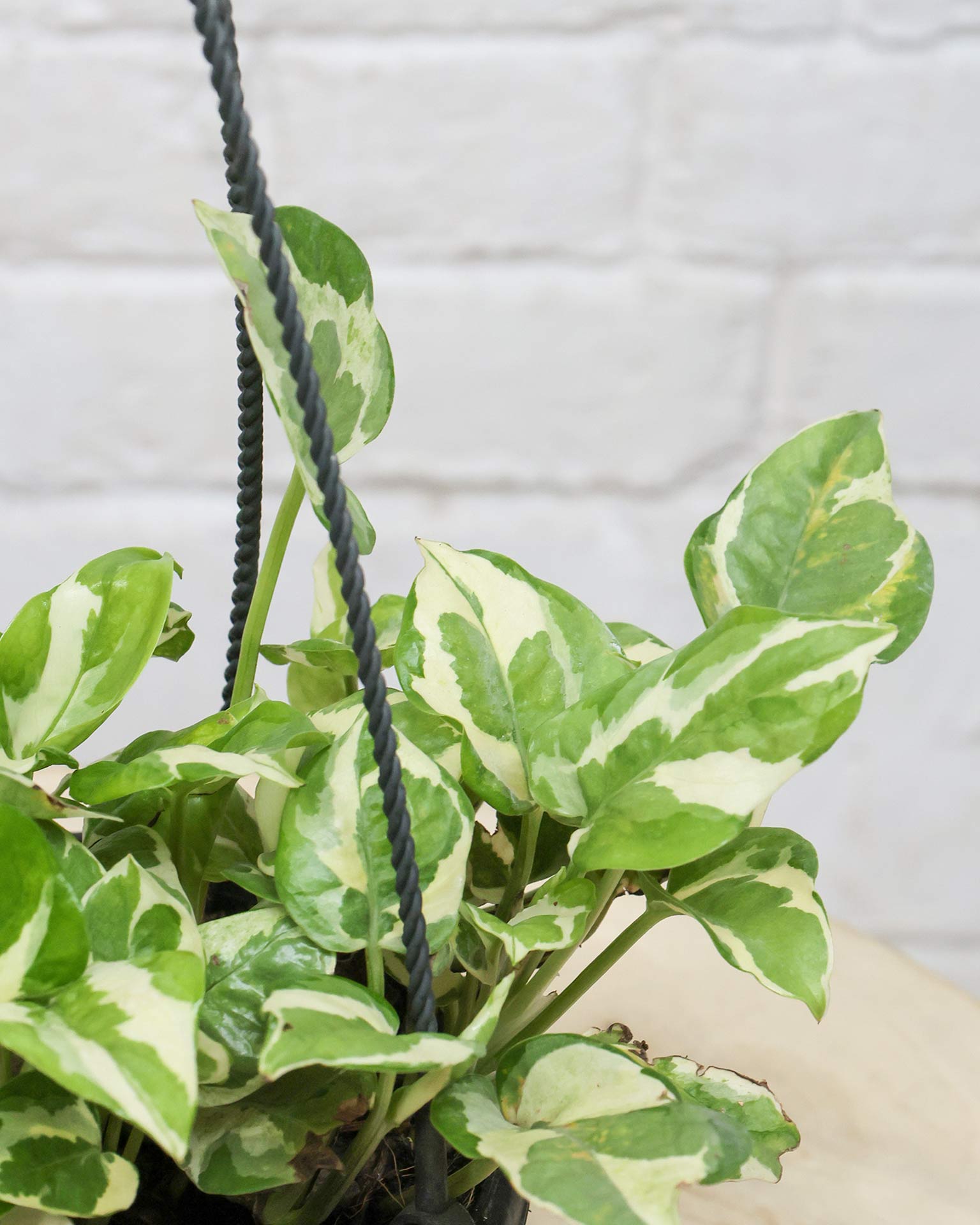 N’Joy Money Plant in Hanging Basket