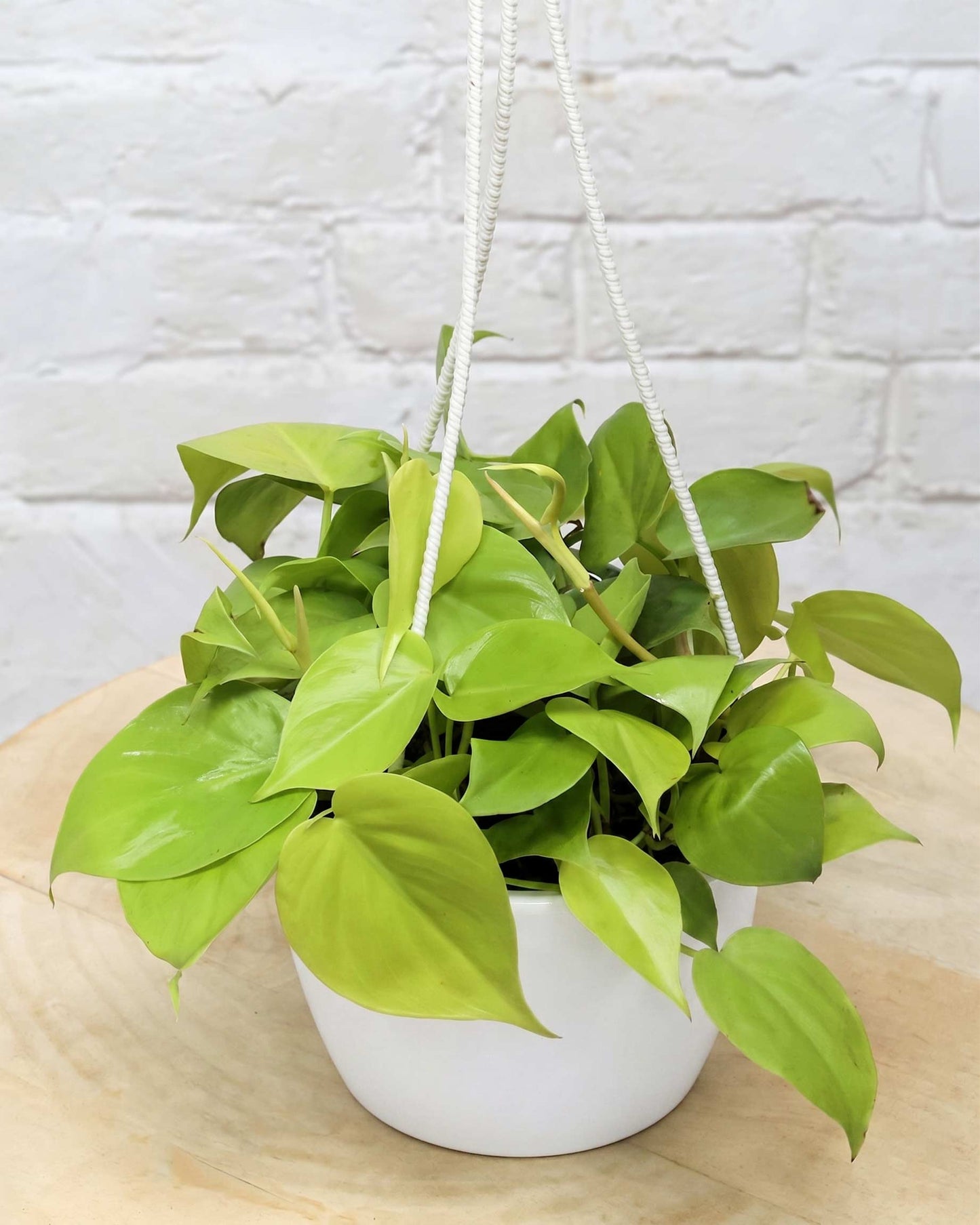 Oxycardium Golden in Hanging Basket
