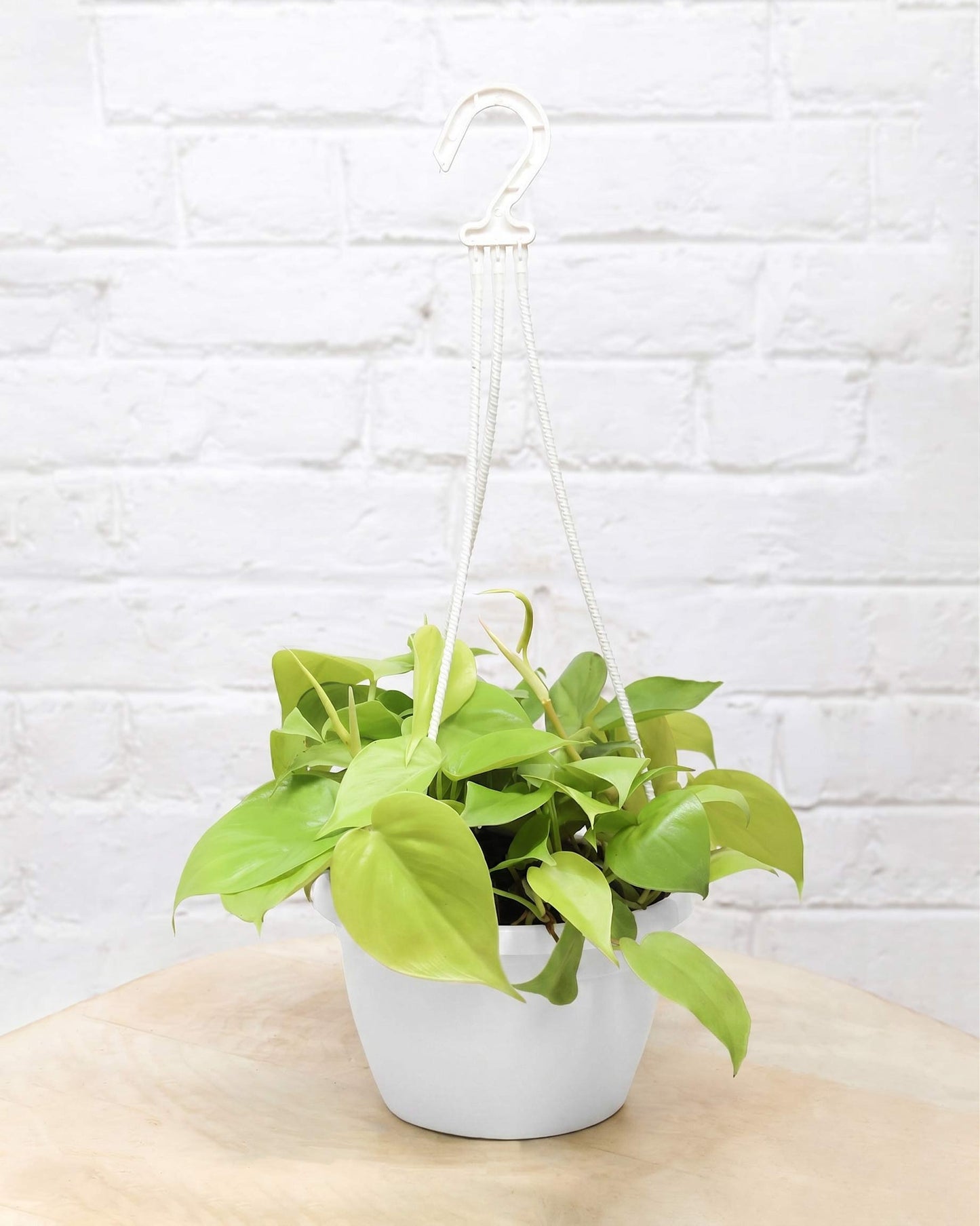 Oxycardium Golden in Hanging Basket