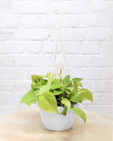 Oxycardium Golden in Hanging Basket