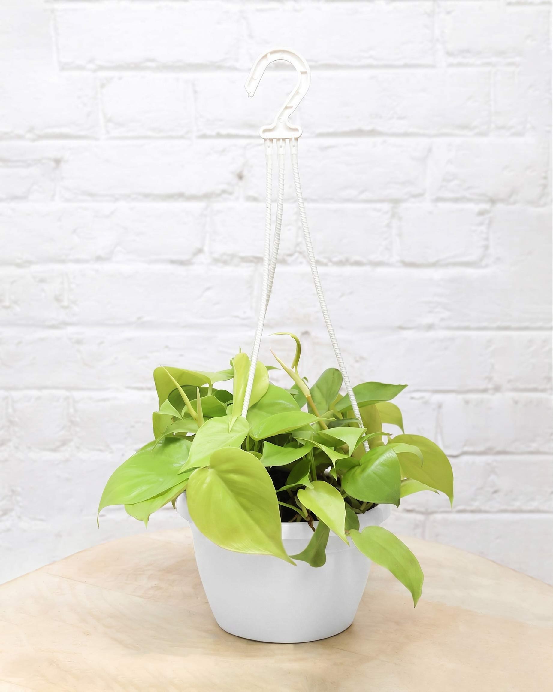 Oxycardium Golden in Hanging Basket