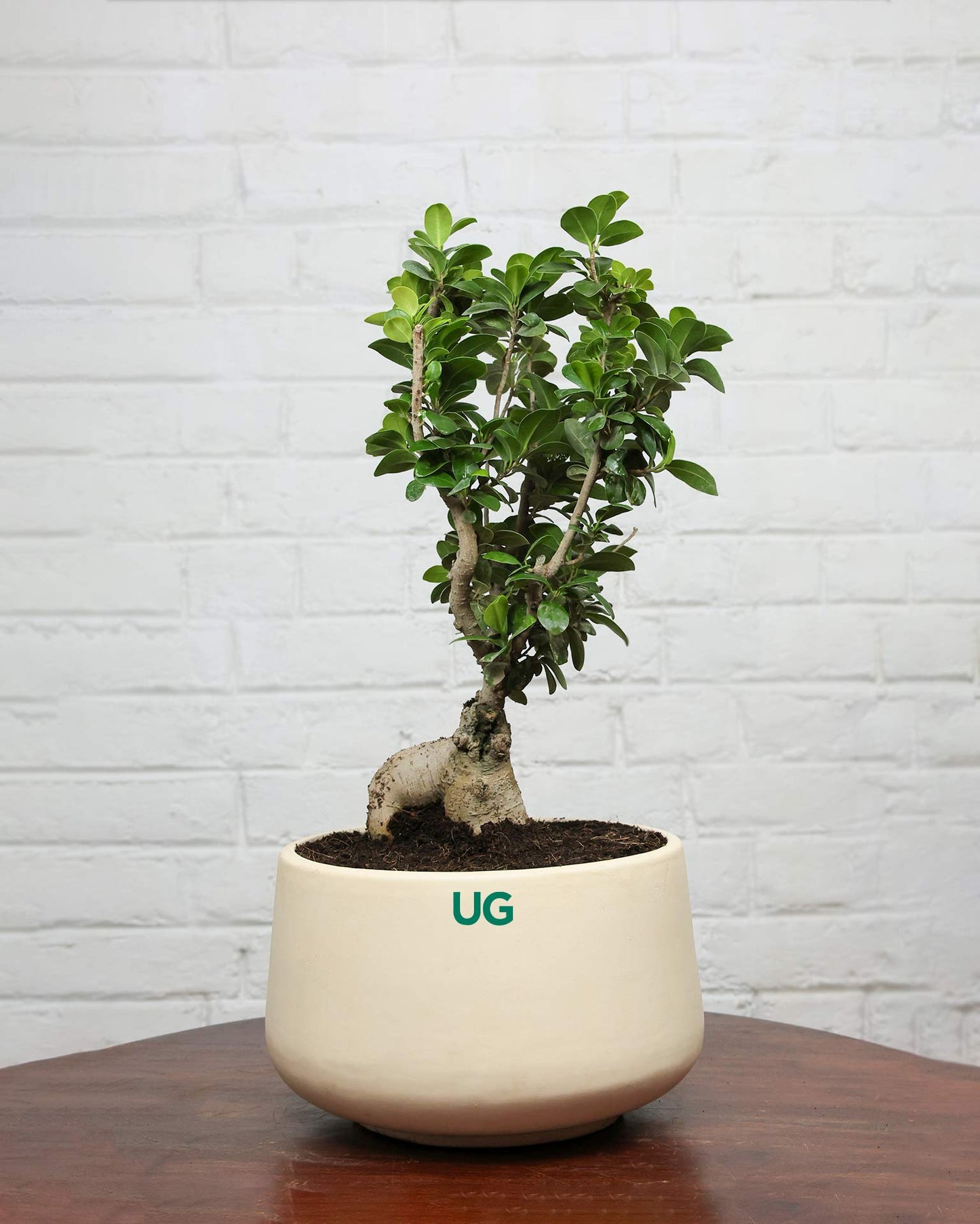 Ficus Ginseng Bonsai in ceramic pot (Large)