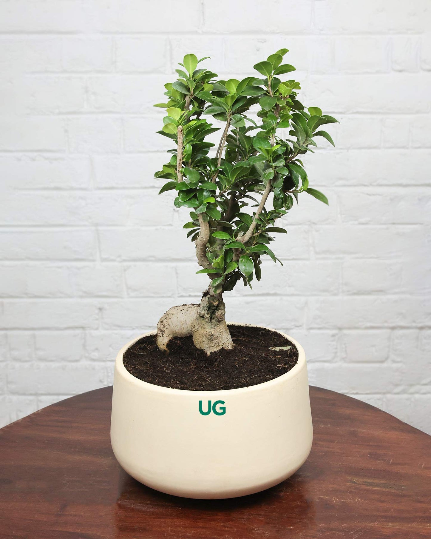 Ficus Ginseng Bonsai in ceramic pot (Large)