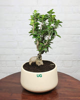 Ficus Ginseng Bonsai in ceramic pot (Large)