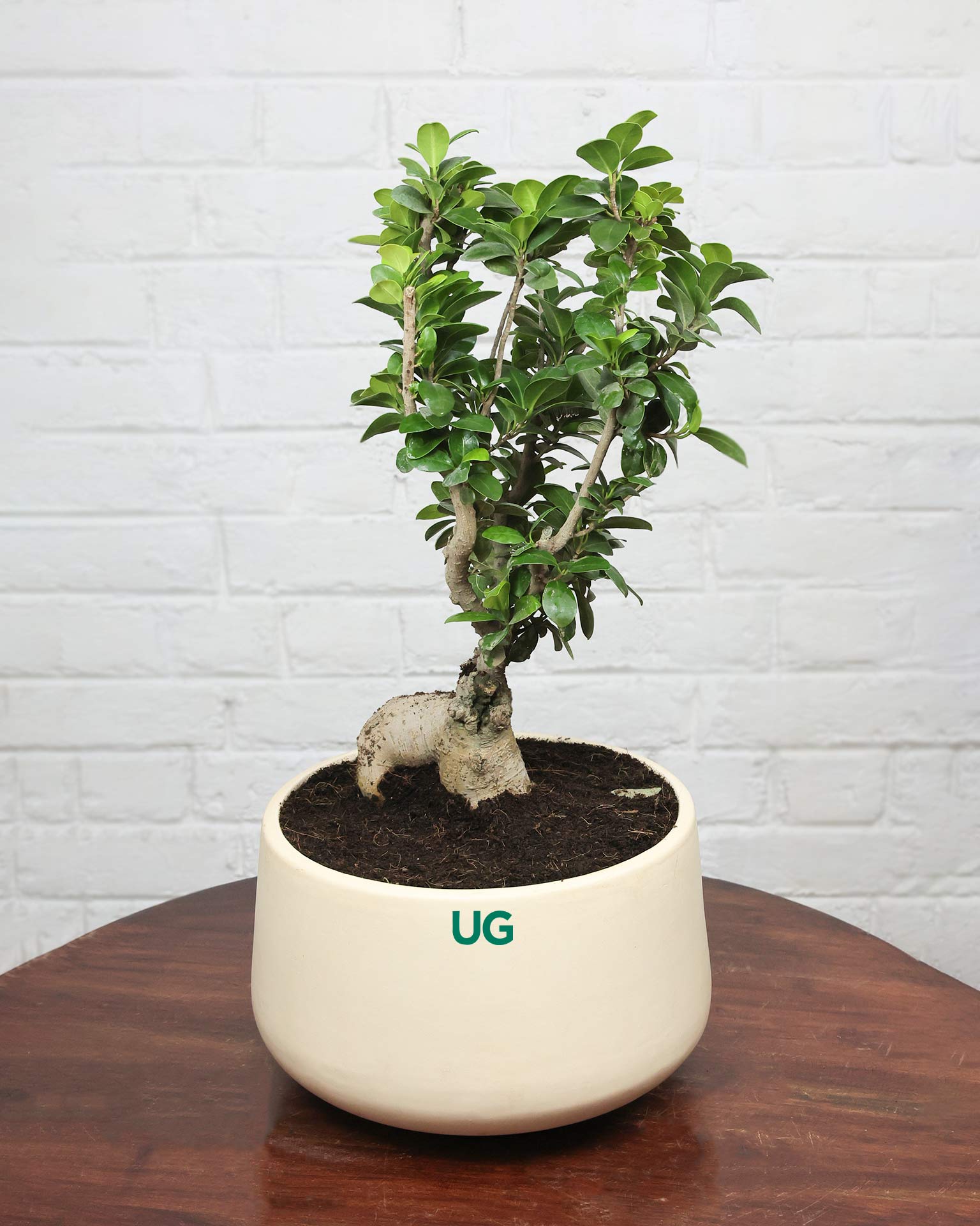 Ficus Ginseng Bonsai in ceramic pot (Large)
