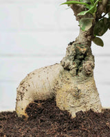 Ficus Ginseng Bonsai in ceramic pot (Large)