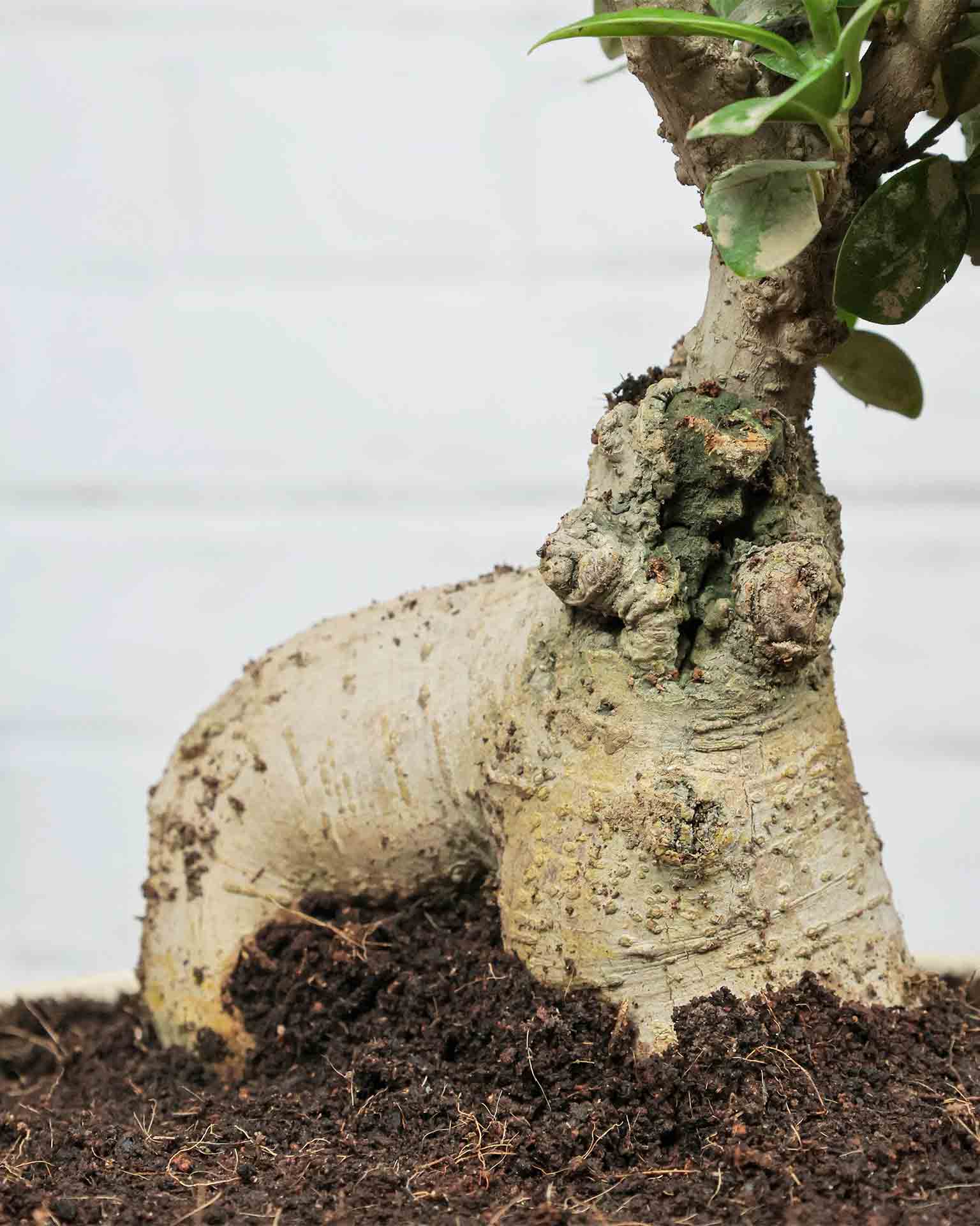 Ficus Ginseng Bonsai in ceramic pot (Large)