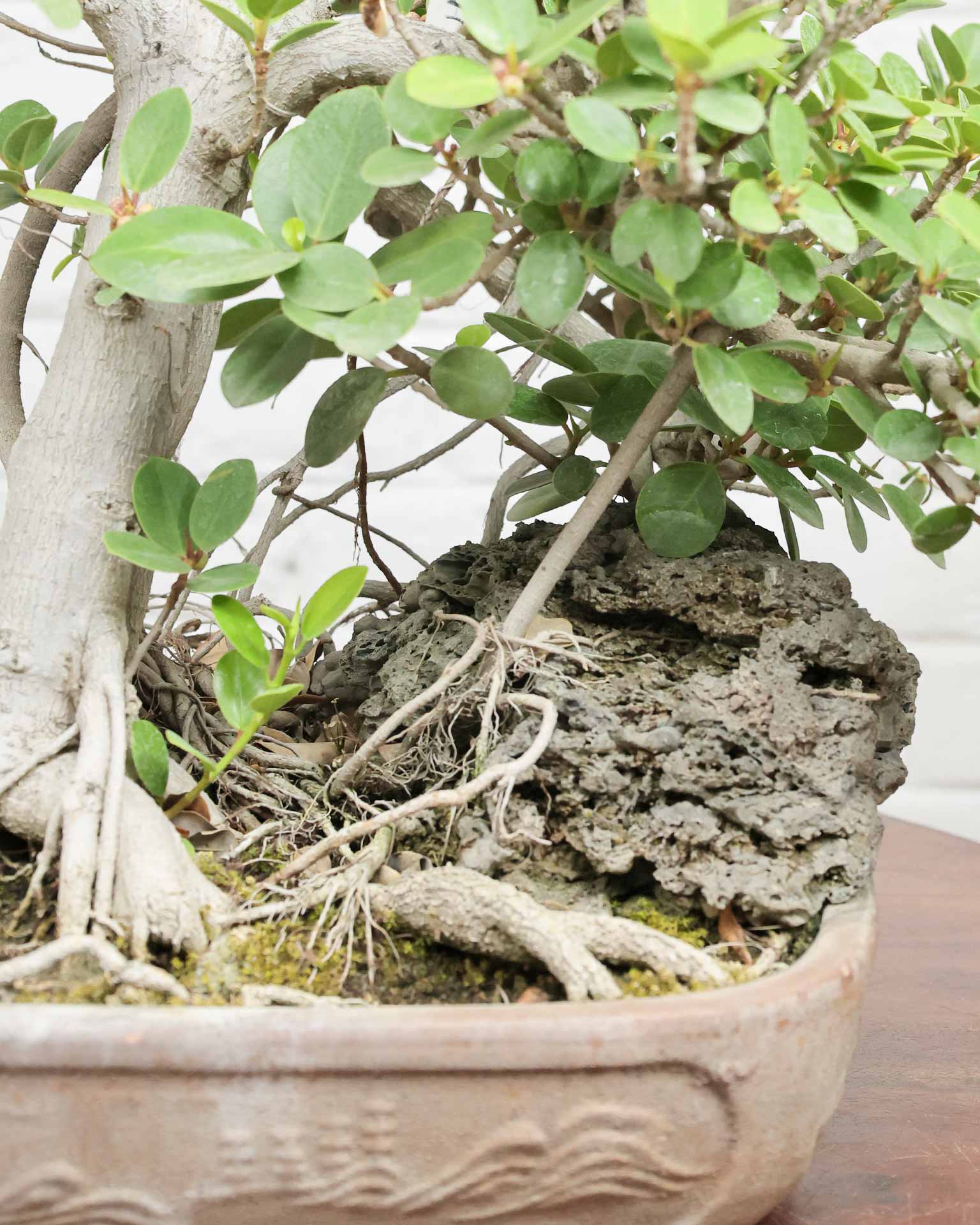 Ficus Microcarpa Bonsai