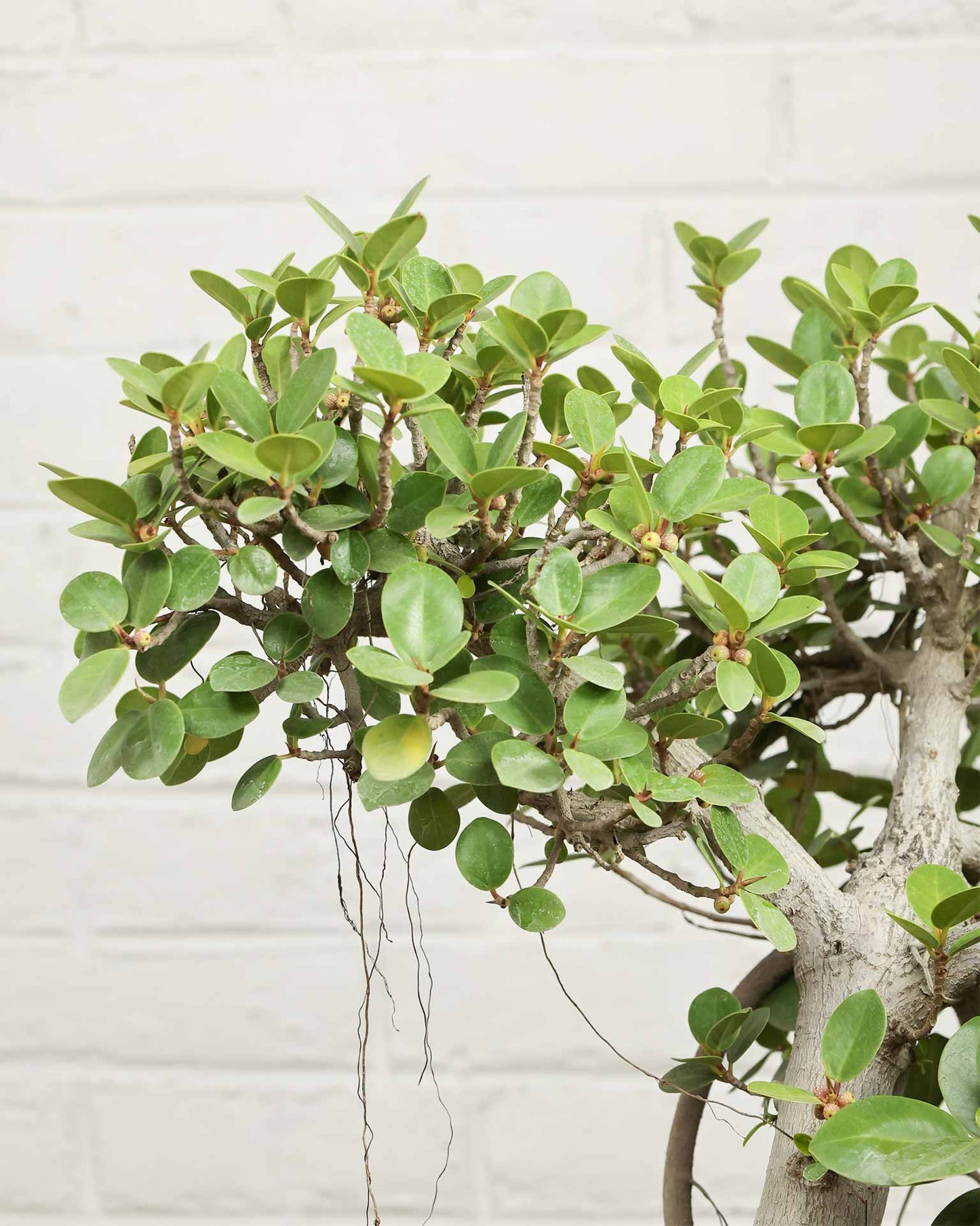 Ficus Microcarpa Bonsai