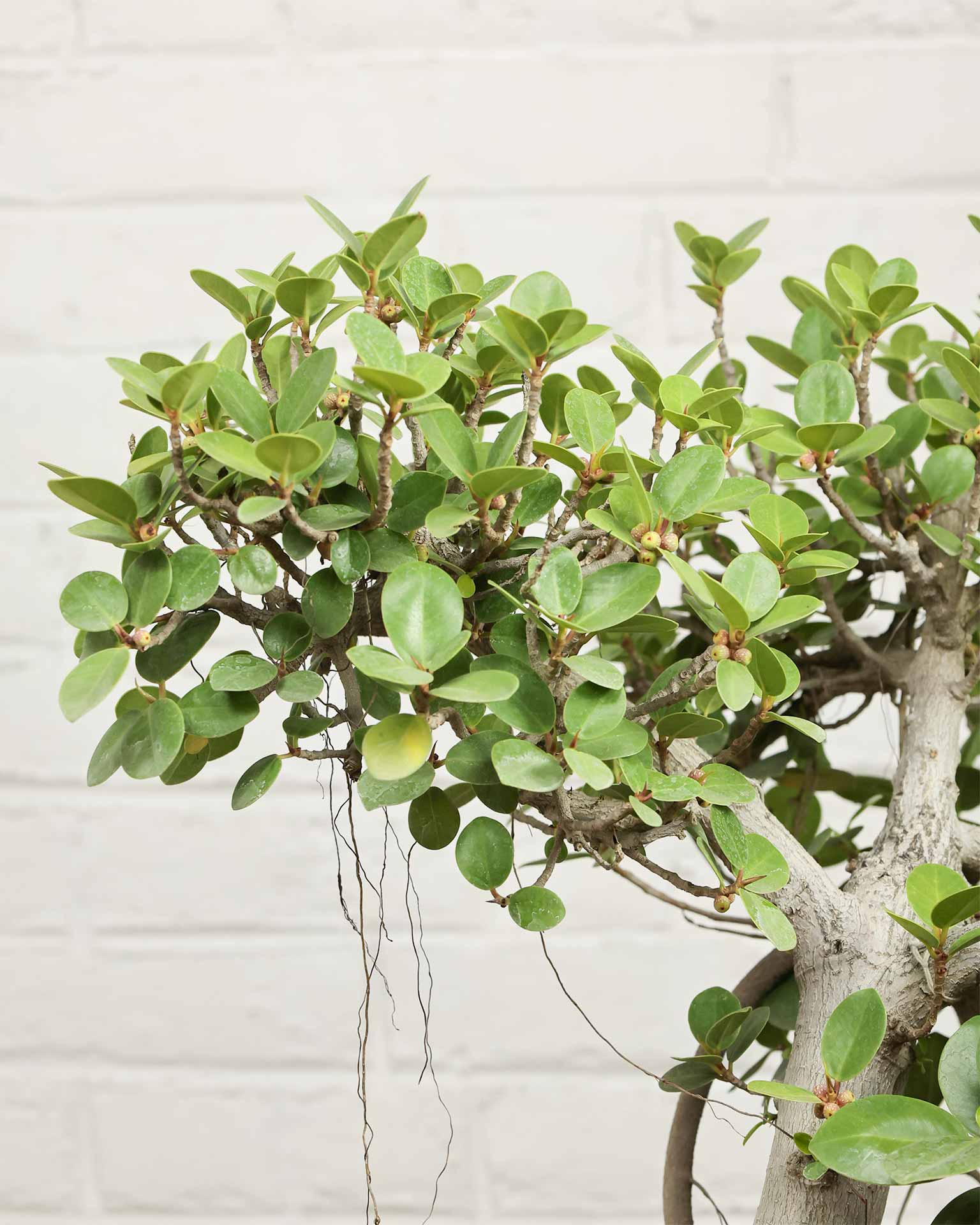 Ficus Microcarpa Bonsai