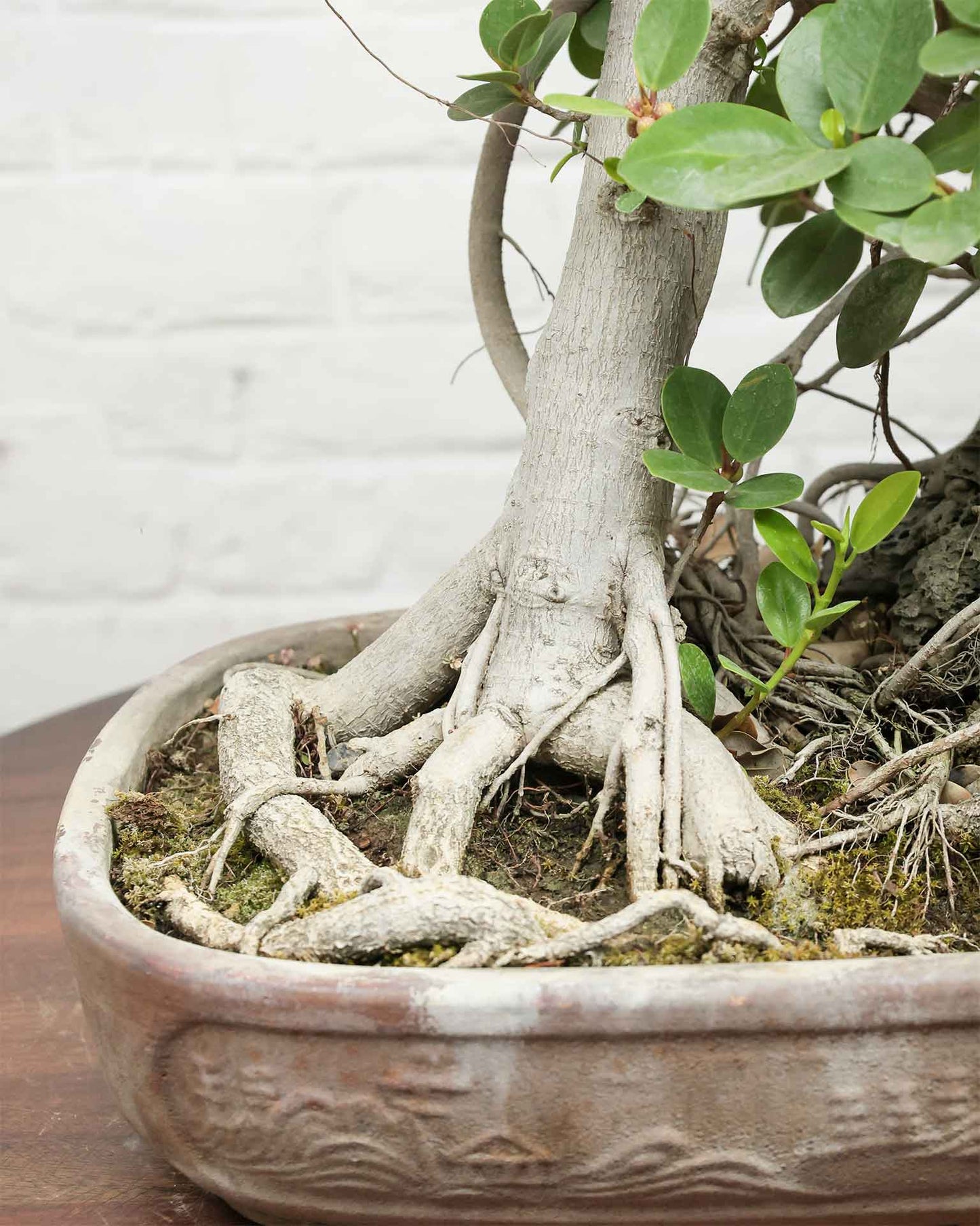 Ficus Microcarpa Bonsai