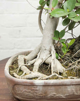 Ficus Microcarpa Bonsai
