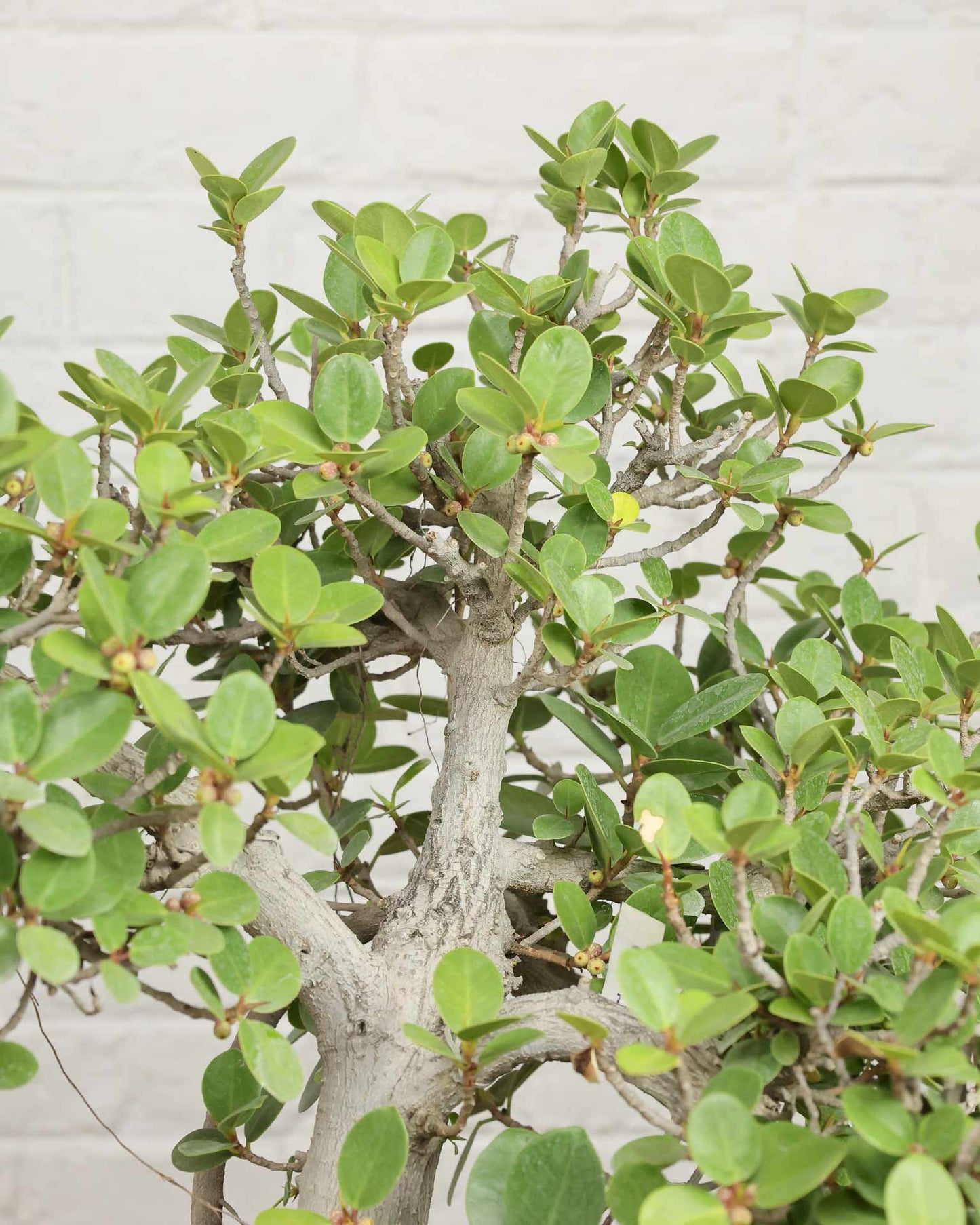 Ficus Microcarpa Bonsai