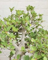 Ficus Microcarpa Bonsai