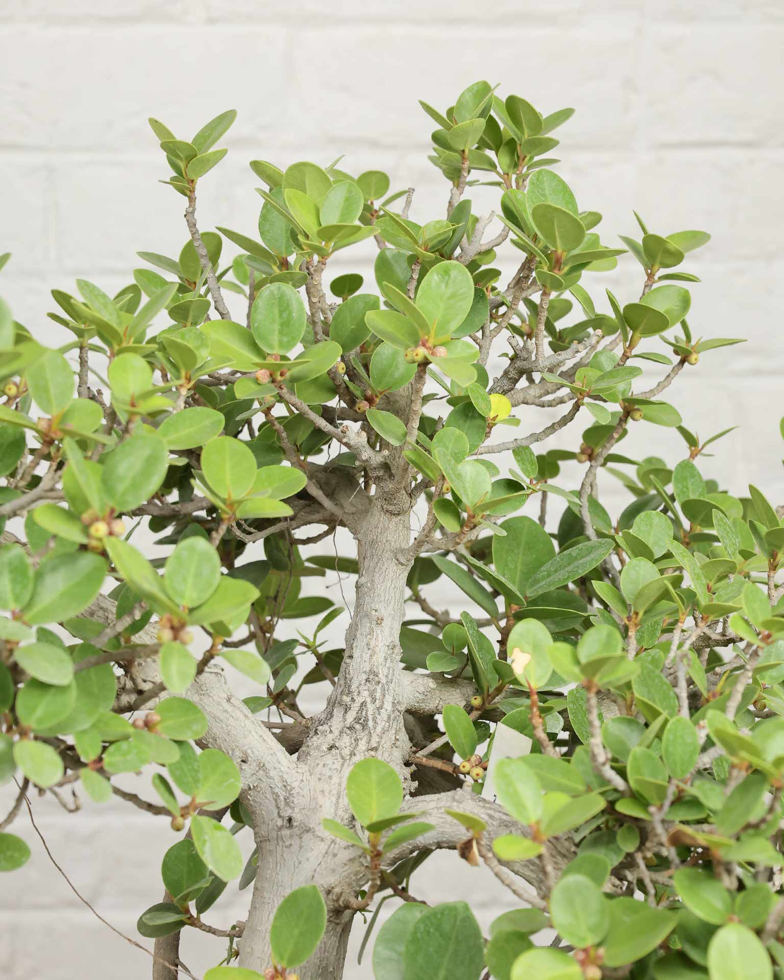 Ficus Microcarpa Bonsai