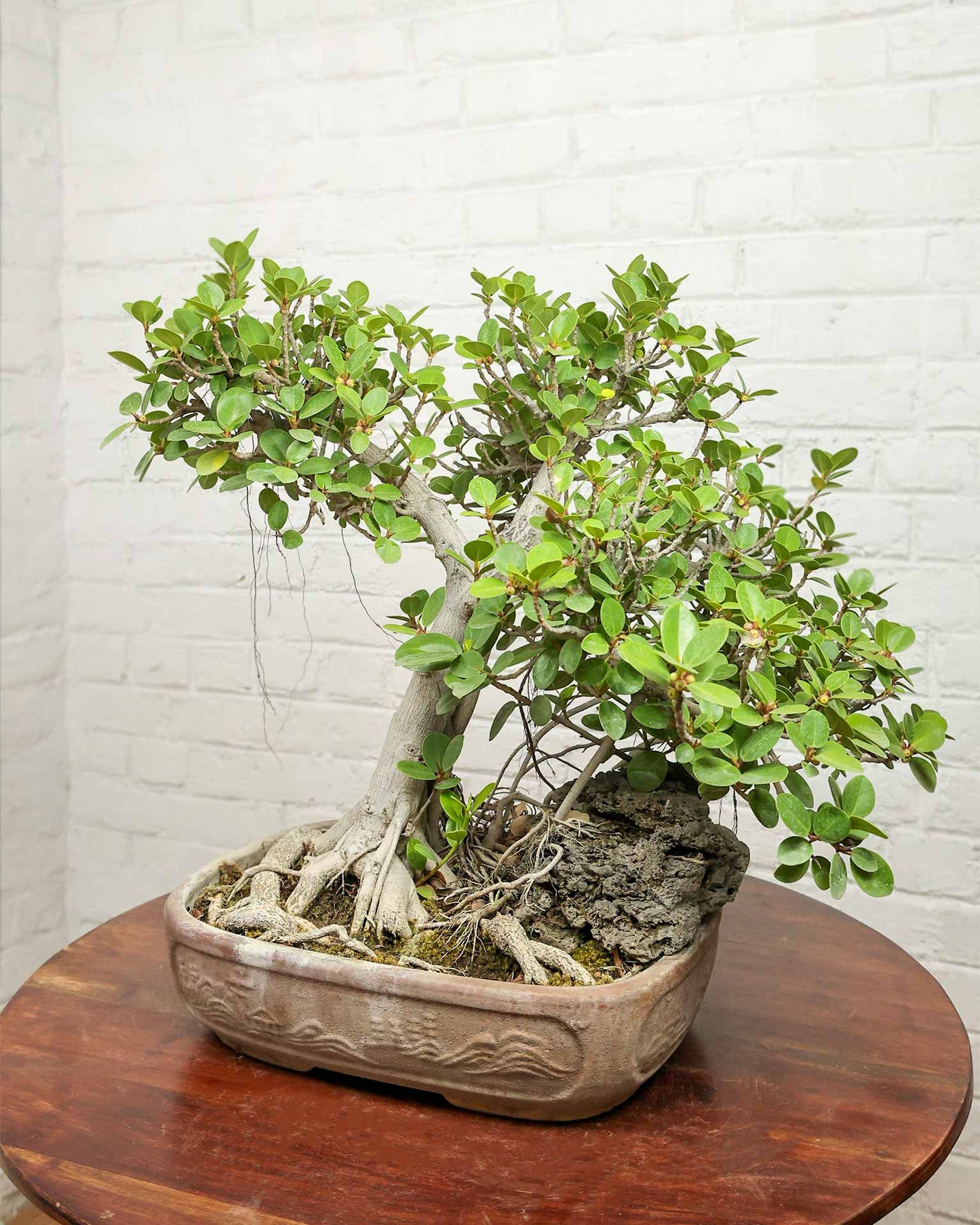 Ficus Microcarpa Bonsai