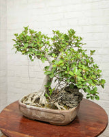 Ficus Microcarpa Bonsai