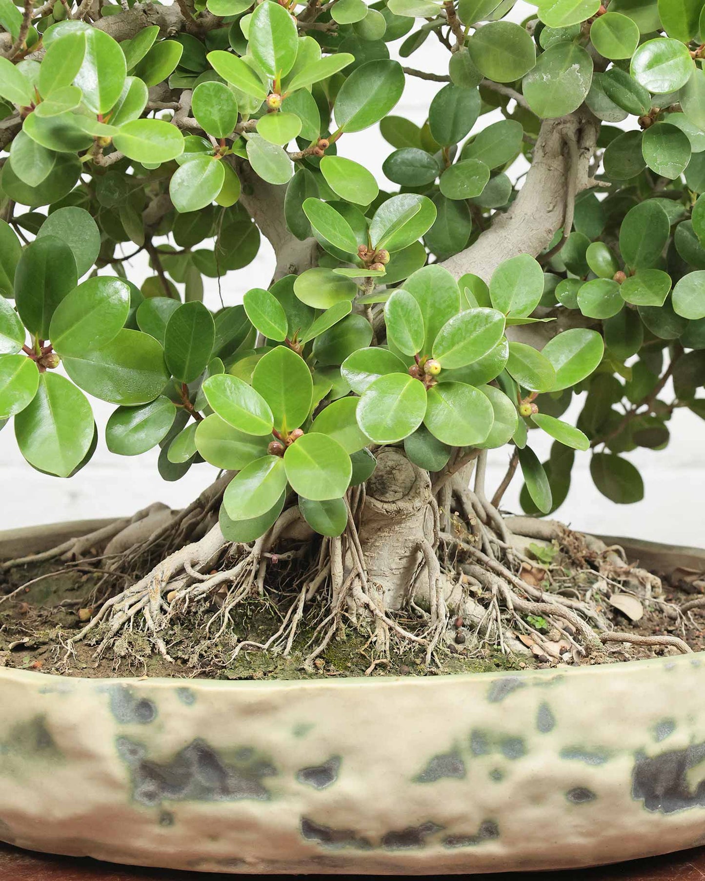 Ficus Microcarpa Bonsai
