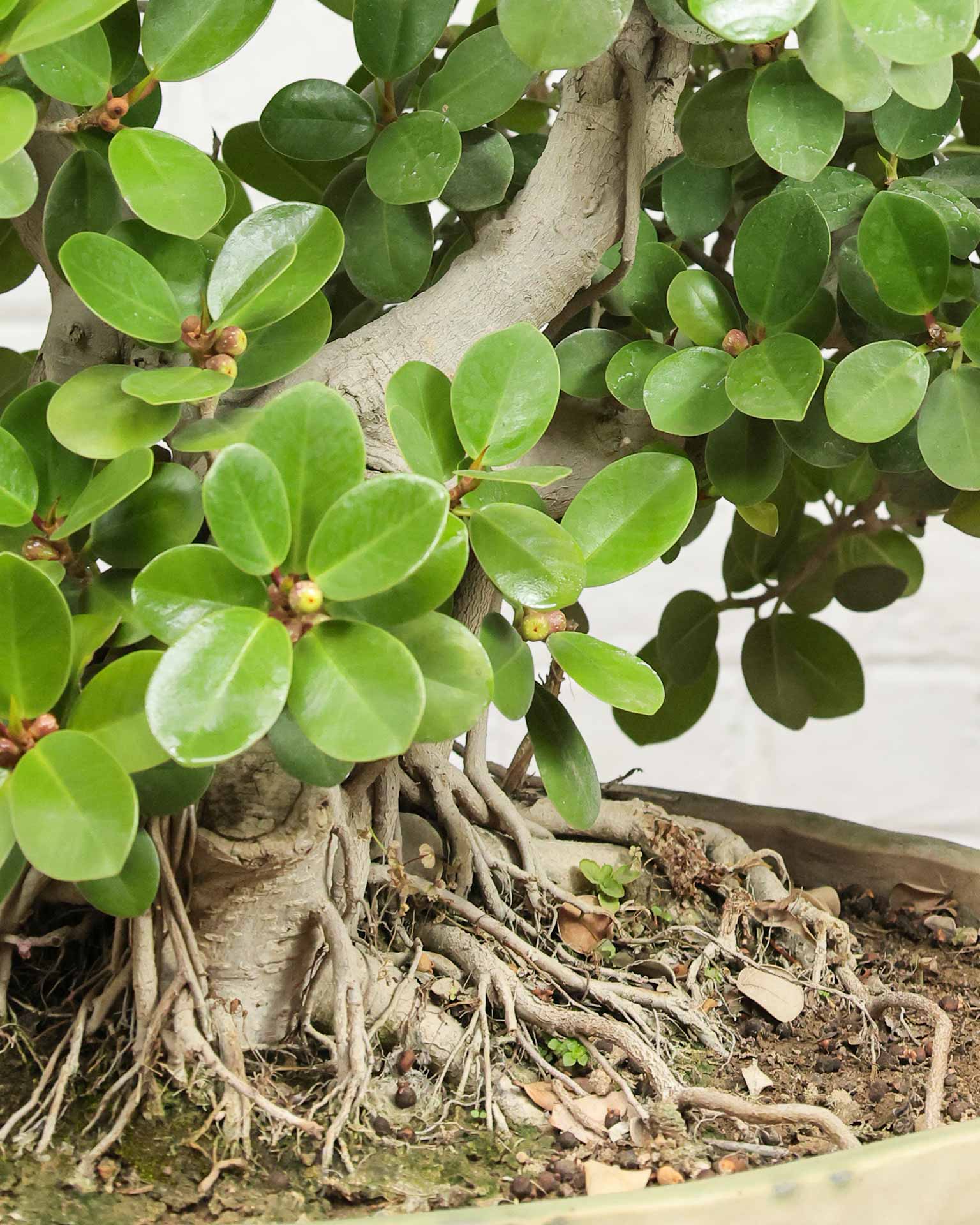 Ficus Microcarpa Bonsai