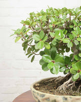 Ficus Microcarpa Bonsai