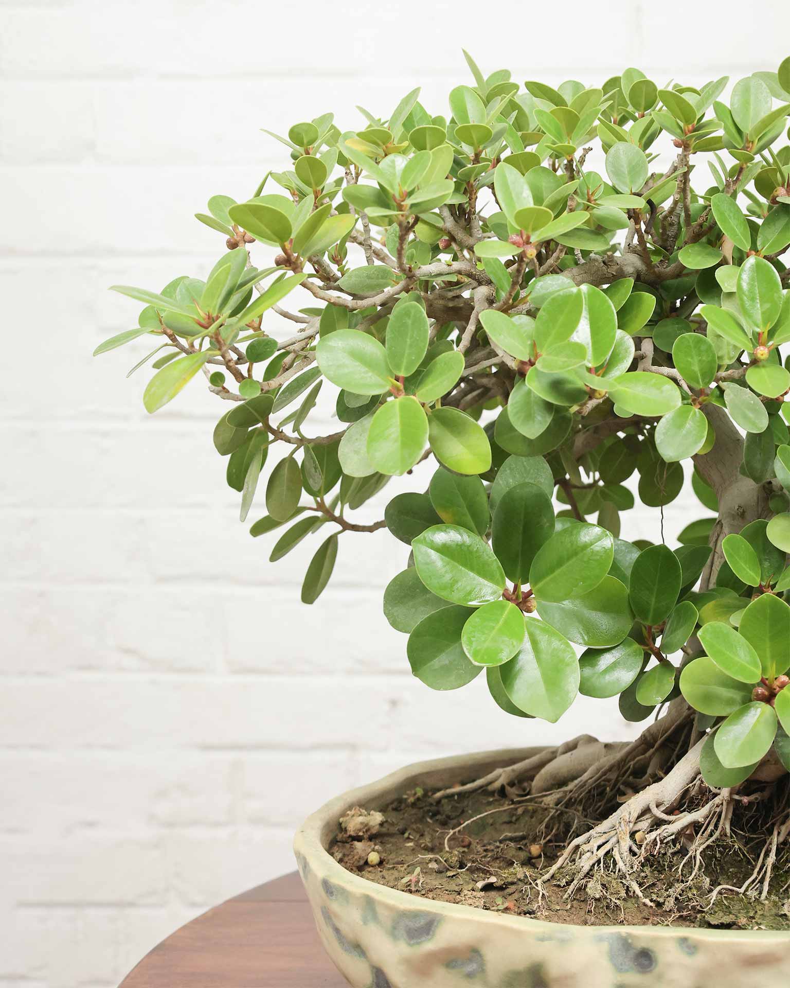 Ficus Microcarpa Bonsai