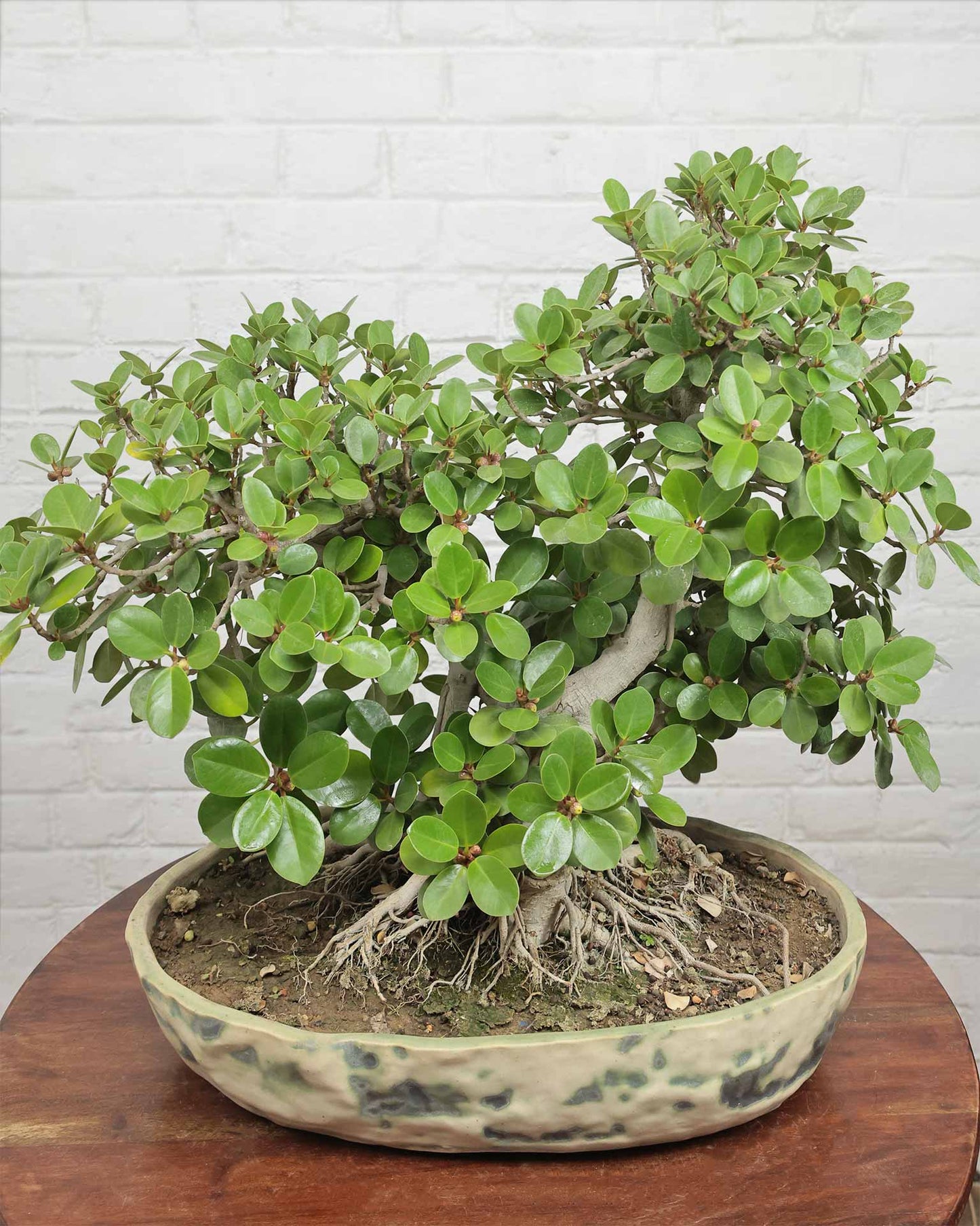 Ficus Microcarpa Bonsai