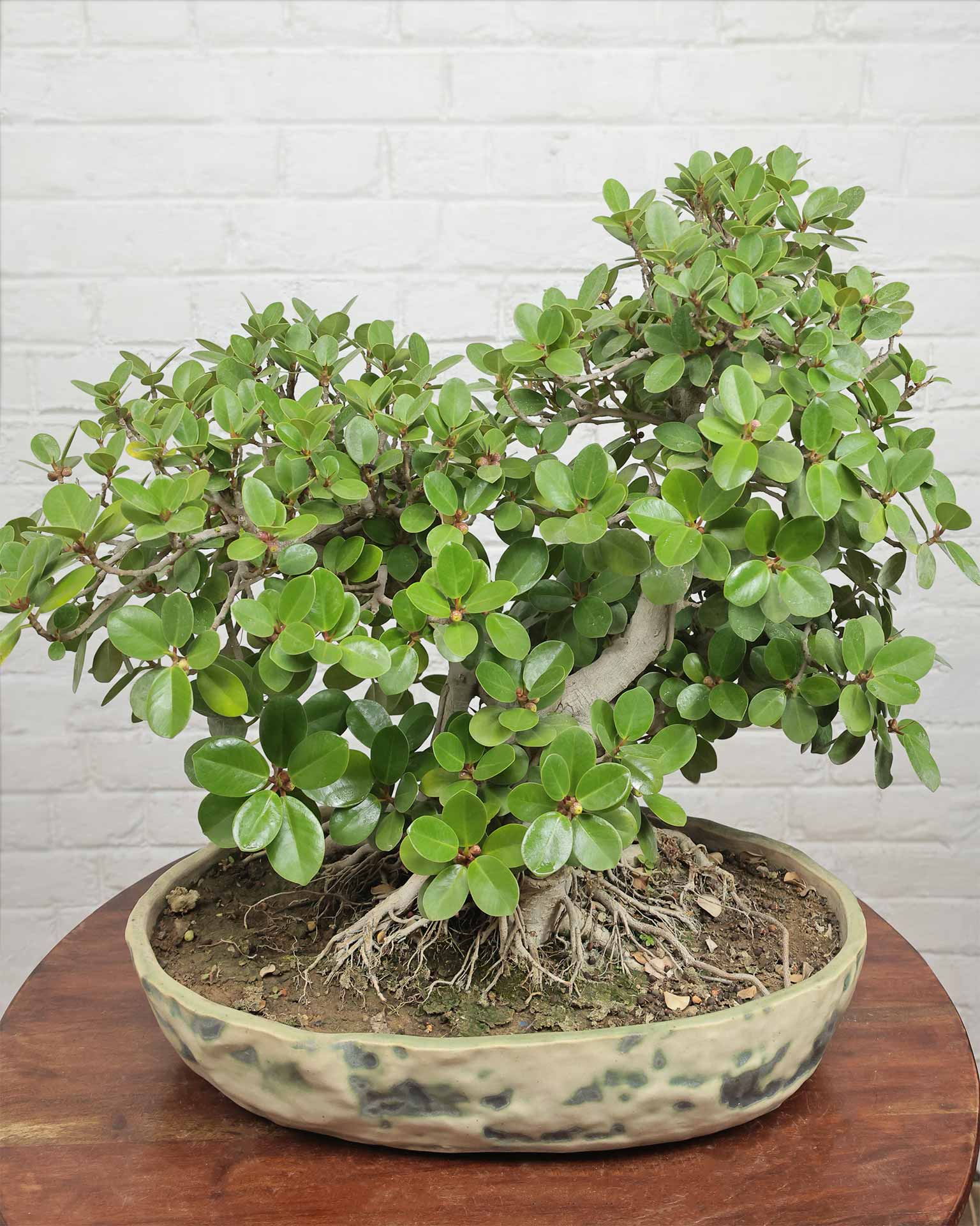 Ficus Microcarpa Bonsai