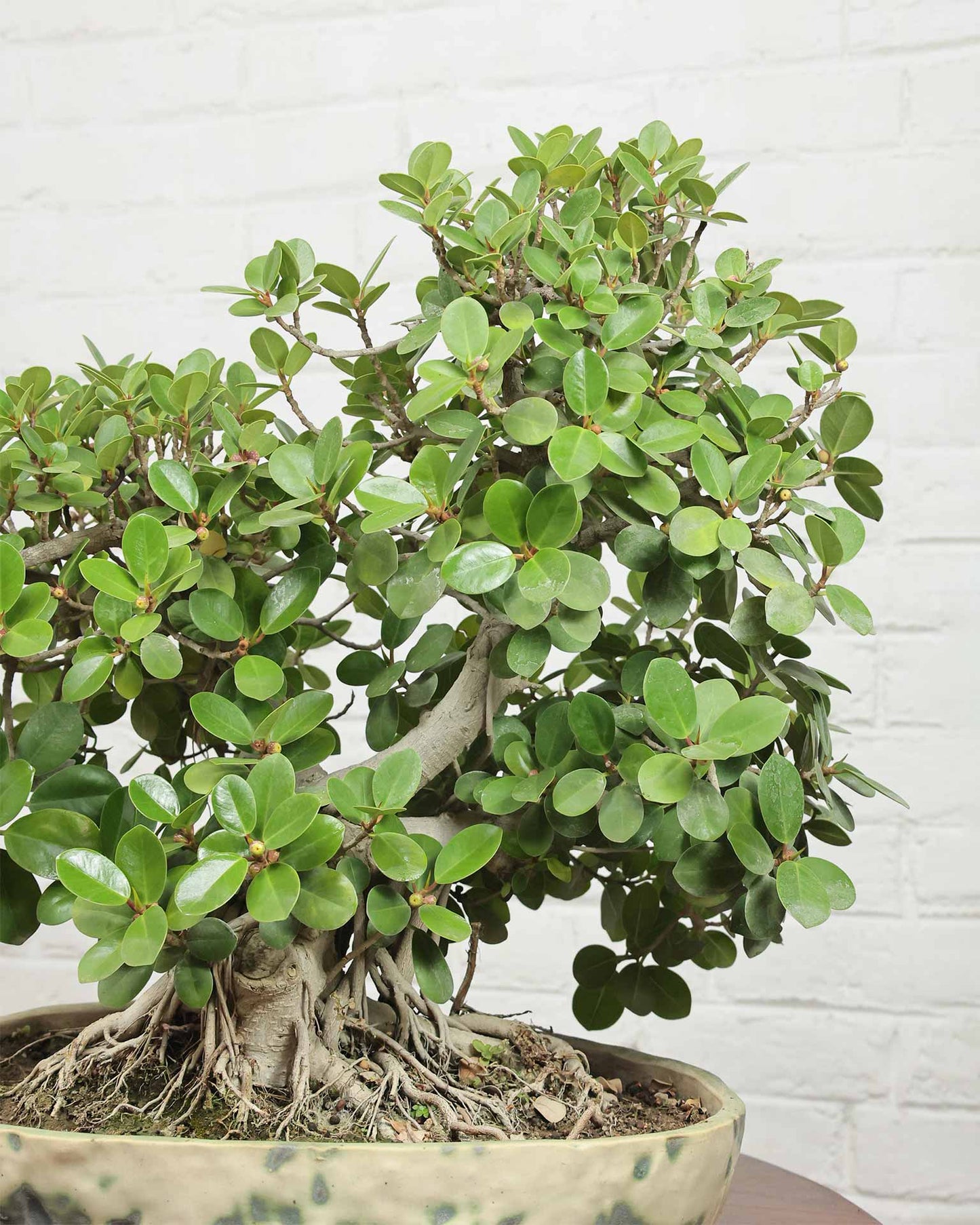 Ficus Microcarpa Bonsai